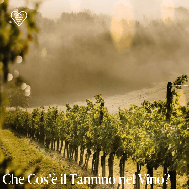 Che cos’è il tannino nel vino? - Carta dei Vini