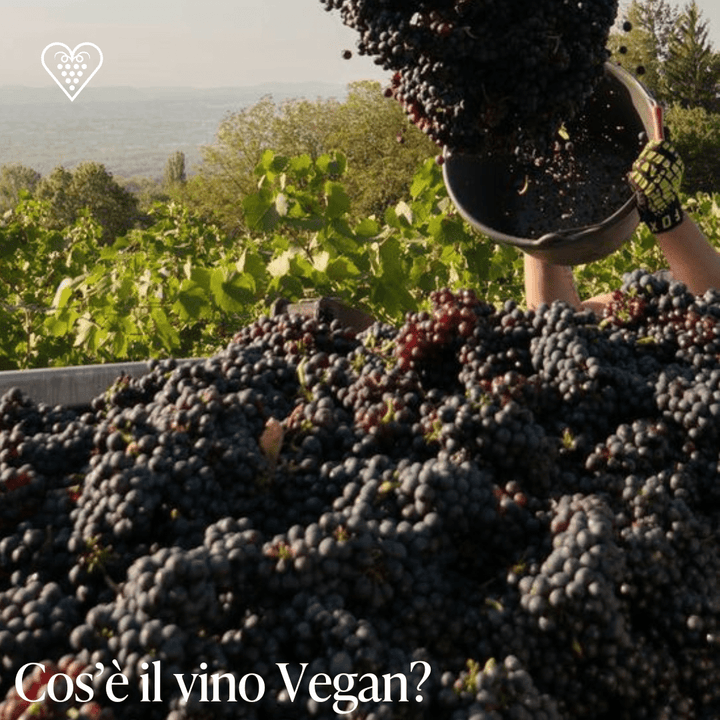 Cos’è il Vino Vegan? - Carta dei Vini