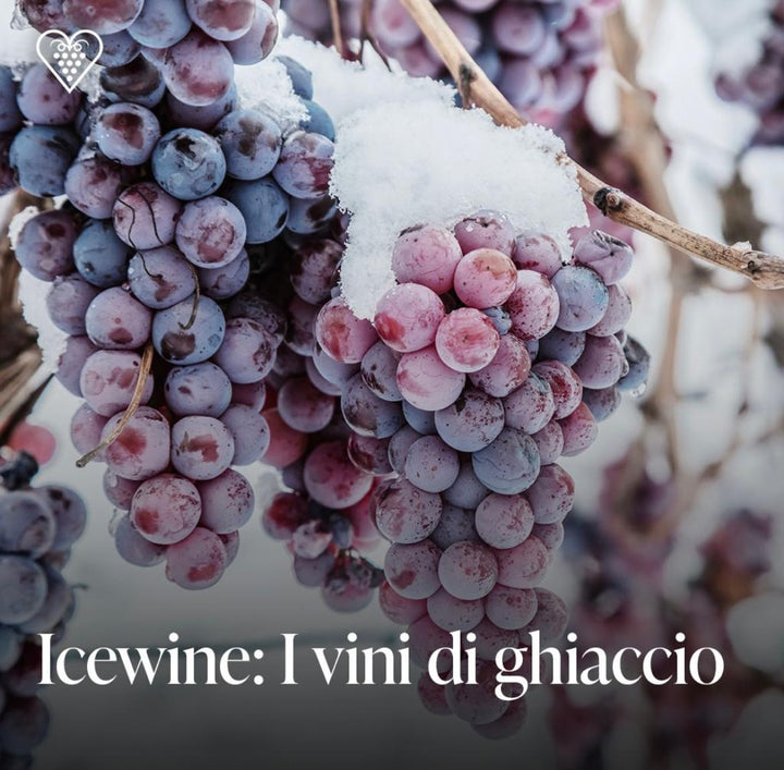 Icewine: i vini di ghiaccio