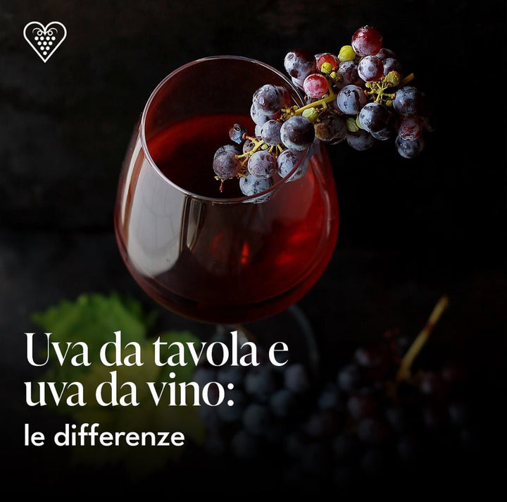 Uva da tavola e uva da vino: le differenze - Carta dei Vini
